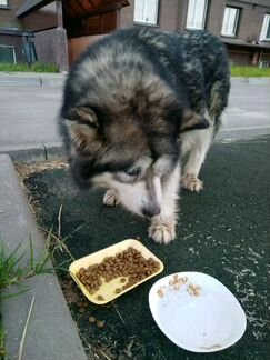 Найдена собака в деревне Кривское