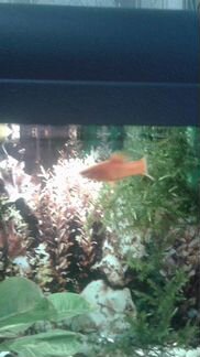 Рыбка аквариумная 