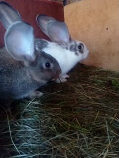 Кролы и крольчата-Продаю, мясо кроликов под заказ
