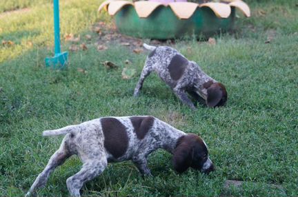 продажа щенков курцхаара в ростовской области