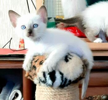 Сиамские котята.Год рождения 20.072019.приучены к