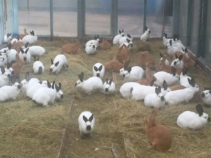 Кролики откормочники