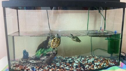 2 маленькие красноухие черепахи + аквариум