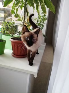 На кольцова найдена тайская кошка