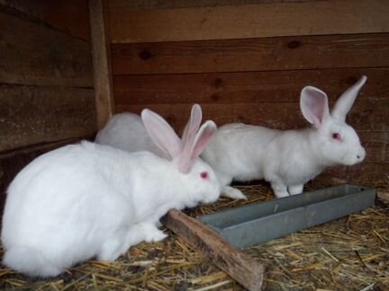 Продам кроликов пород Панон белый, Немецкий ризен