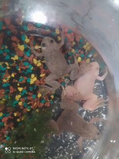 Лягушки Шпорцевые, поющие