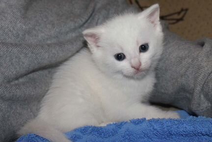 Котенок белый (девочка)