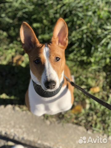 Зооняня. Выгул собак Адлер Пермь, передержка