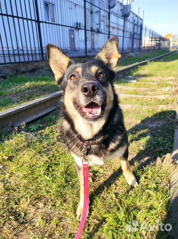 Собака Машуля из приюта