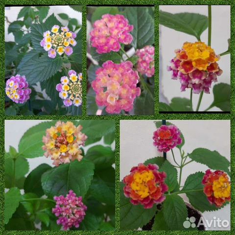 Лантана цветёт круглый год