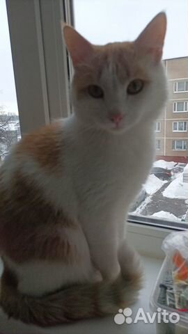 Котенок