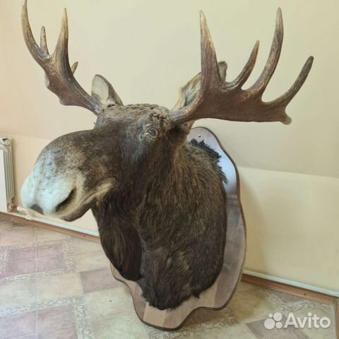 Чучело лося