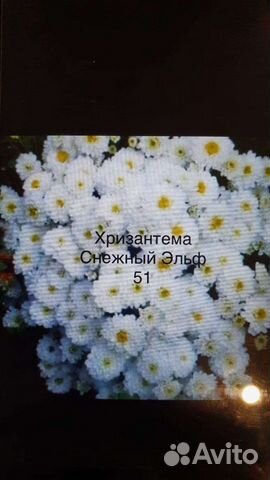 Черенки хризантемы мультифлора