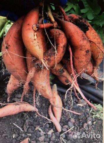 Батат Чуфа Рассада урожайных томатов