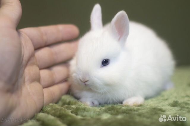 Мальчик гермелин белый голубоглазый