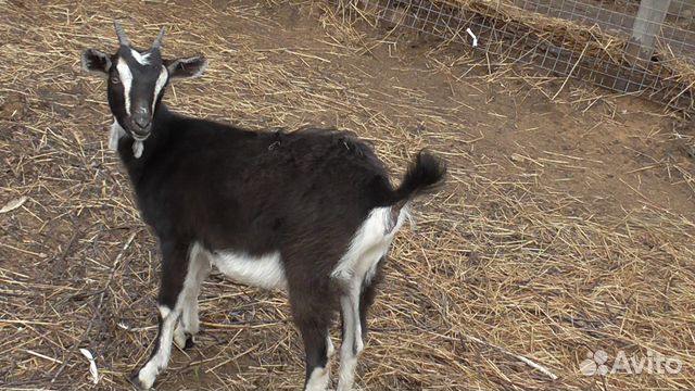 Продаю молодую козочу (6 месяцев), от зааненской козы и нубийского козлика 1637502828