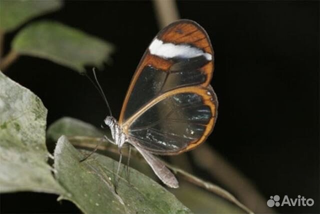 Живые экзотические бабочки Nemophora degeerella купить на Зозу.ру - фотография № 1