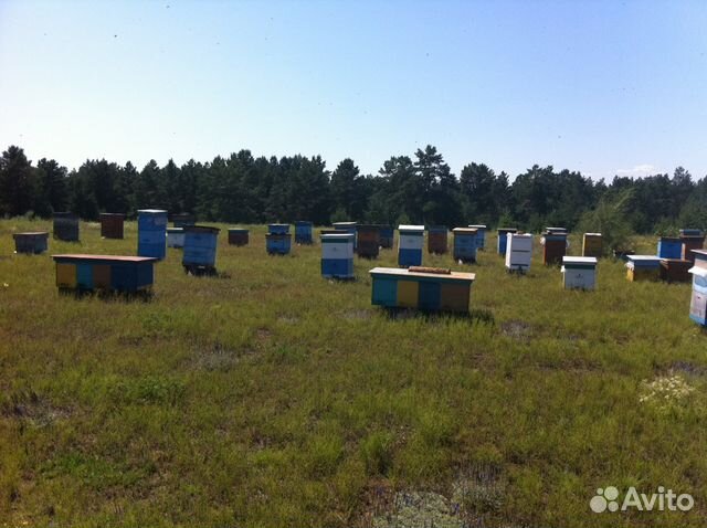 Продам пчелосемьи (пчел) купить на Зозу.ру - фотография № 8