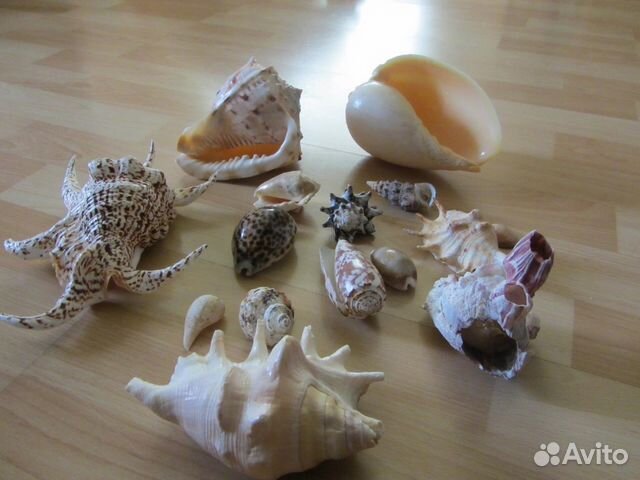 Ракушки, раковины морские натуральные, коралл купить на Зозу.ру - фотография № 1