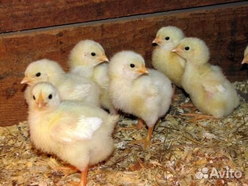 Продам суточных цыплят купить на Зозу.ру - фотография № 1