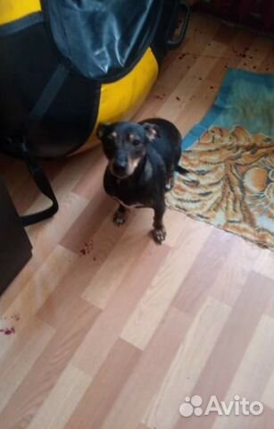 Авито Мурманск Щенки Купить