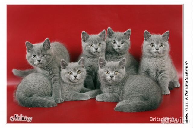 Британские котята классического окраса купить на Зозу.ру - фотография № 5