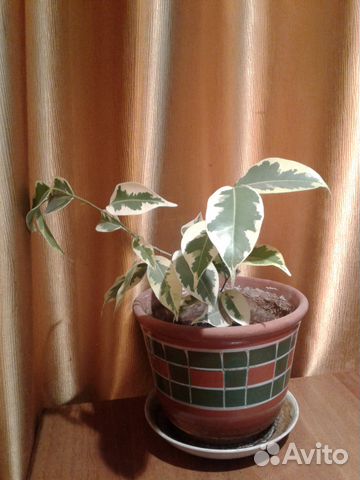 Фикус Бенджамина с пестрыми листьями