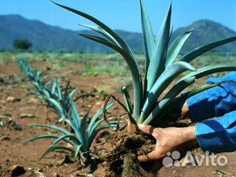 Агава голубая американская