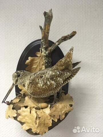 Чучело вальдшнепа