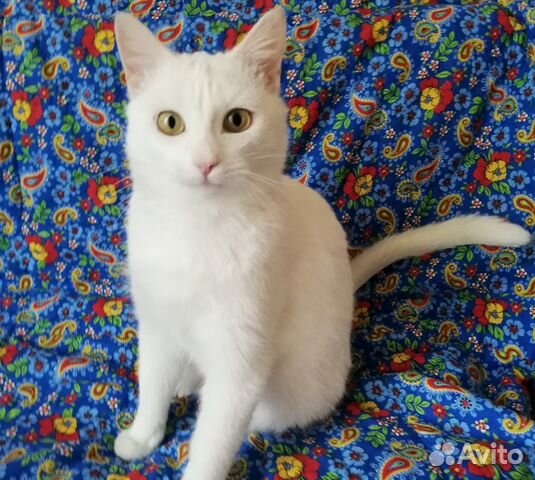 Глазастая, белая кошка Шами в хорошие руки купить на Зозу.ру - фотография № 1
