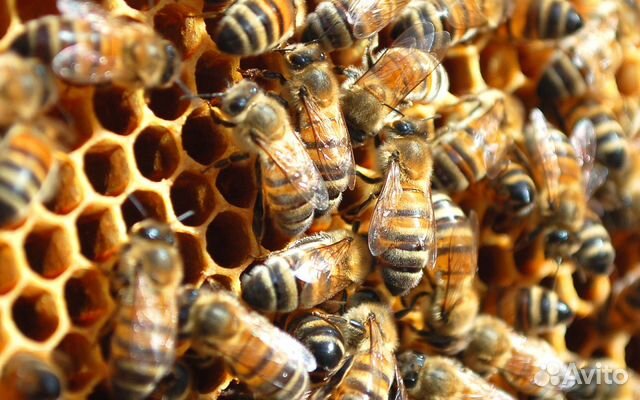 Продам 3 пчело-семьи (продам пчел) купить на Зозу.ру - фотография № 1
