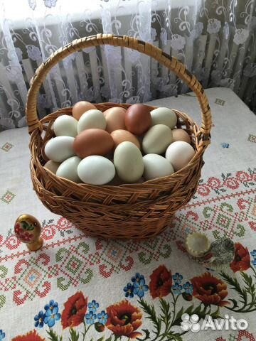 Инкубационное яйцо кур Билефельдер купить на Зозу.ру - фотография № 3