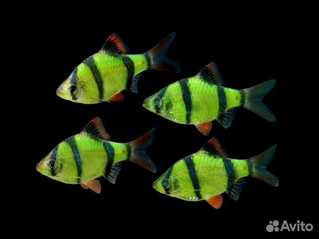 Рыбки аквариумные купить на Зозу.ру - фотография № 7