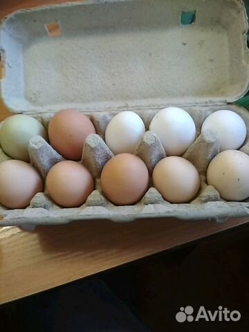 Свежие перепелиные яйца