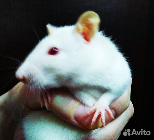 Крысята, крыса купить на Зозу.ру - фотография № 2