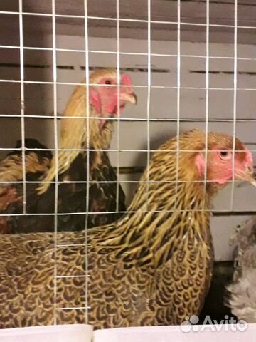 Бройлер кобб700, цыплята домашние, гусята, перепел купить на Зозу.ру - фотография № 8