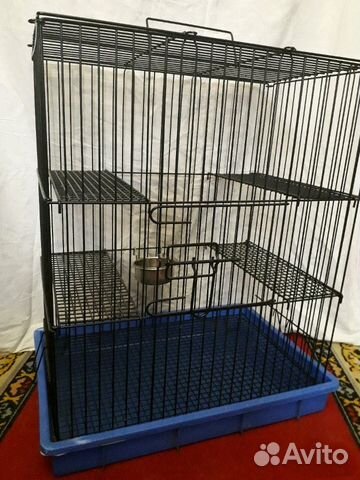 Клетка Клетка