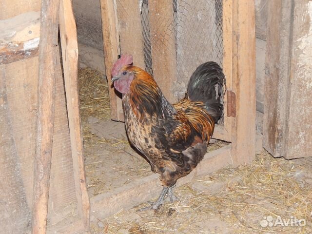 Лакеданзи Фото Кур