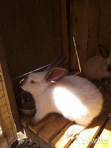 Колифорнийские кролики купить на Зозу.ру - фотография № 3