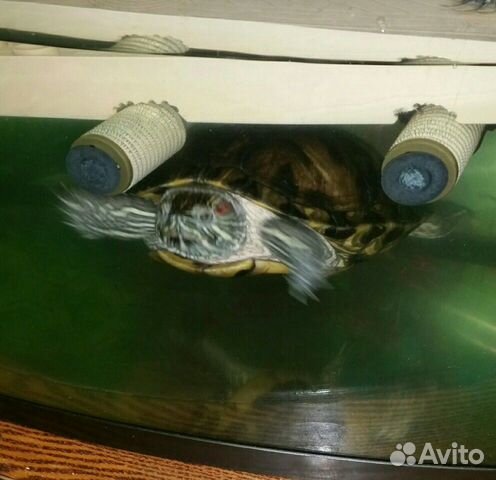 Черепахи краснаухие купить на Зозу.ру - фотография № 2