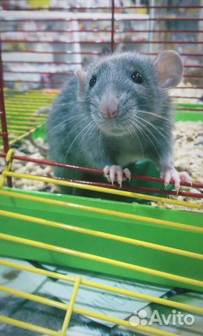 Крыса, крысята дамбо, хаски, сфинкс