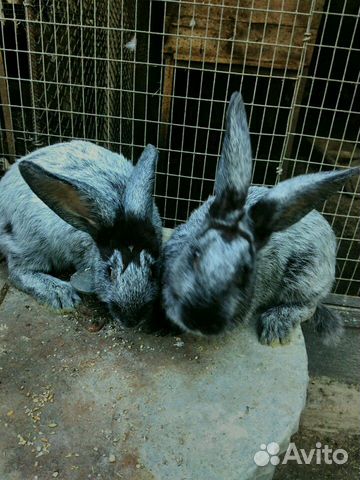Кролики "серебро" купить на Зозу.ру - фотография № 2