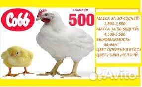 Цыплята бройлеры кобб - 500 (Чехия) купить на Зозу.ру - фотография № 2