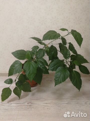 Гибискус (Китайская роза)