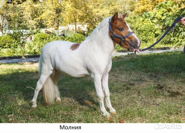 Авито лошади краснодарском. Лошади Краснодарский край. Лошадь 180 см в холке. Редкие породы лошадей. Лошадь 170 см в холке.
