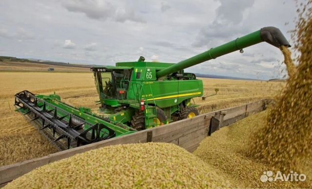 Зерно, урожай 2019года купить на Зозу.ру - фотография № 2