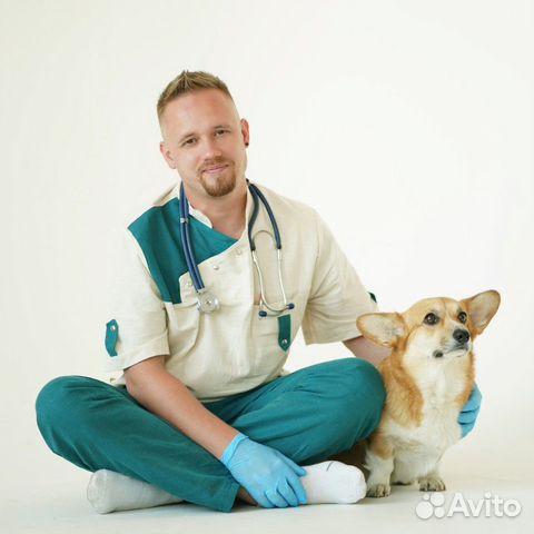 Veterinarnyj Vrach Na Dom V Ivanovo Uslugi Avito