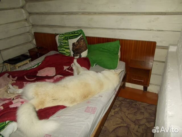 Собака 11 месяцев аляскинский маламут купить на Зозу.ру - фотография № 1
