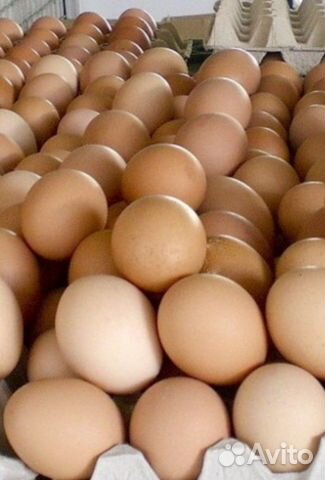 Домашние куриные яйца очень крупные