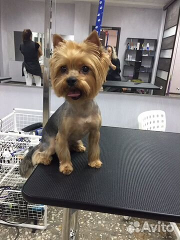 Стрижка собак Йорки.Выезд на дом и у